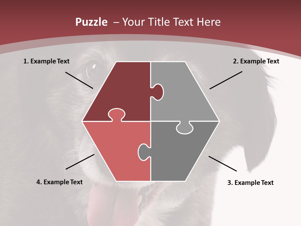 Cute Old Dog On White Background Looking Happy PowerPoint Template