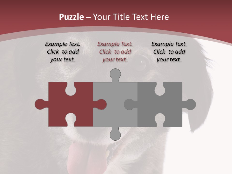 Cute Old Dog On White Background Looking Happy PowerPoint Template