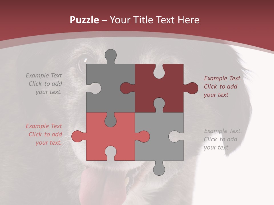 Cute Old Dog On White Background Looking Happy PowerPoint Template