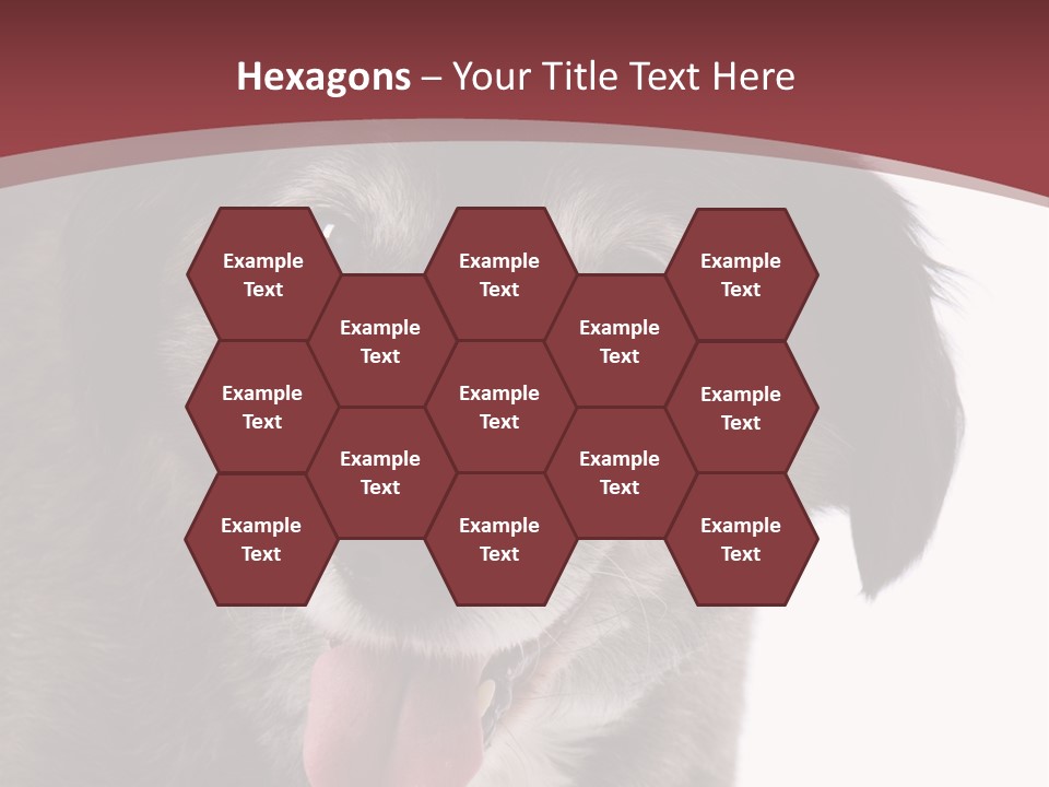 Cute Old Dog On White Background Looking Happy PowerPoint Template