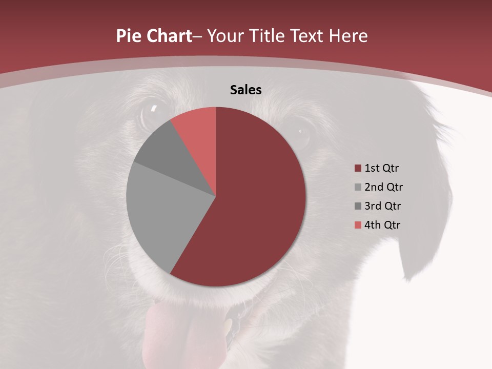 Cute Old Dog On White Background Looking Happy PowerPoint Template