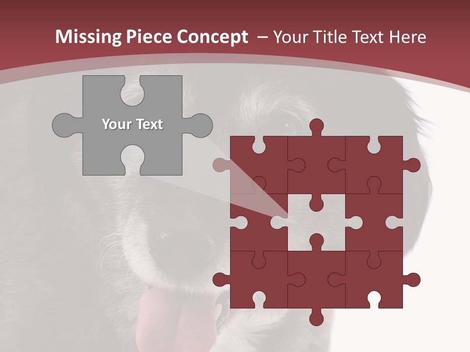 Cute Old Dog On White Background Looking Happy PowerPoint Template