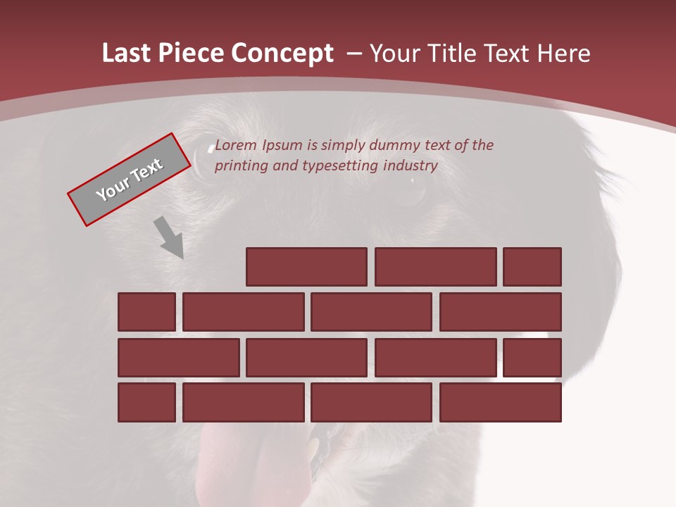 Cute Old Dog On White Background Looking Happy PowerPoint Template