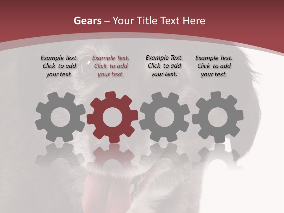 Cute Old Dog On White Background Looking Happy PowerPoint Template