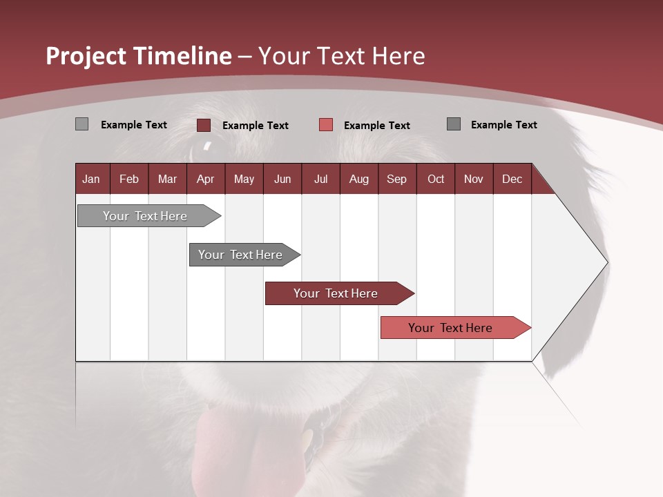 Cute Old Dog On White Background Looking Happy PowerPoint Template