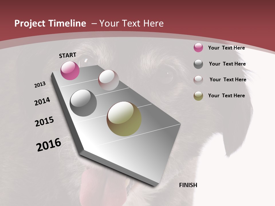 Cute Old Dog On White Background Looking Happy PowerPoint Template