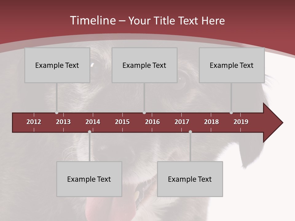 Cute Old Dog On White Background Looking Happy PowerPoint Template