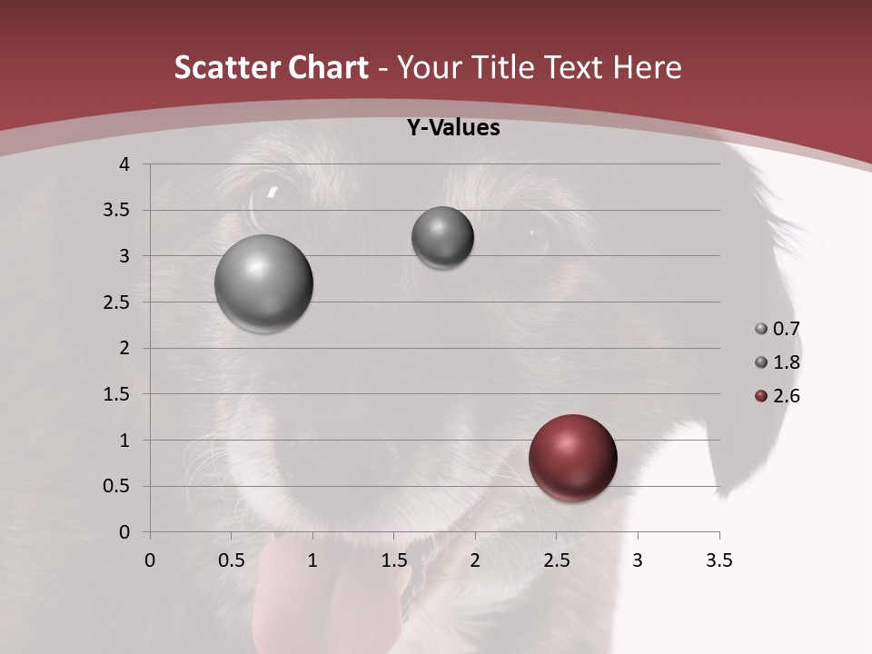 Cute Old Dog On White Background Looking Happy PowerPoint Template