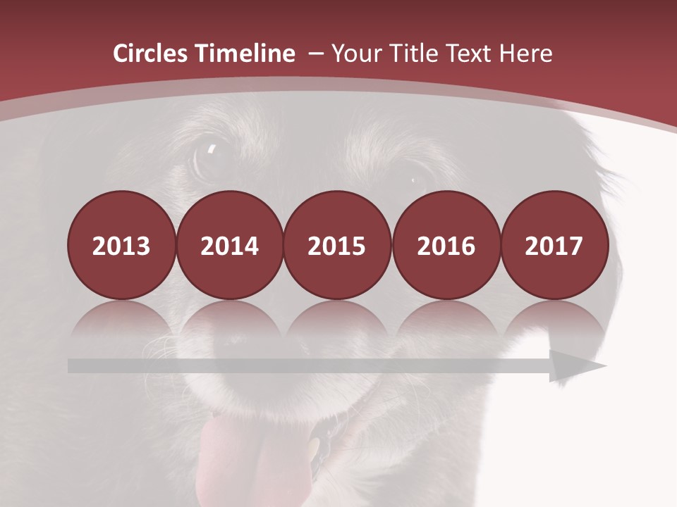 Cute Old Dog On White Background Looking Happy PowerPoint Template