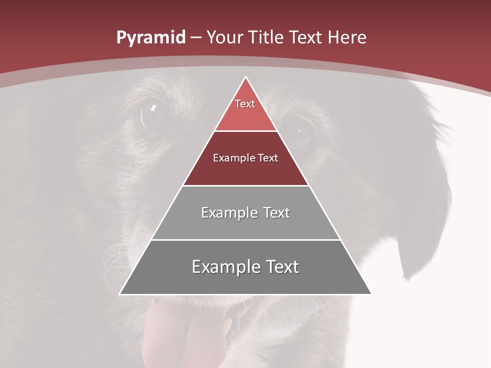 Cute Old Dog On White Background Looking Happy PowerPoint Template