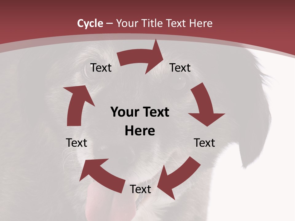 Cute Old Dog On White Background Looking Happy PowerPoint Template