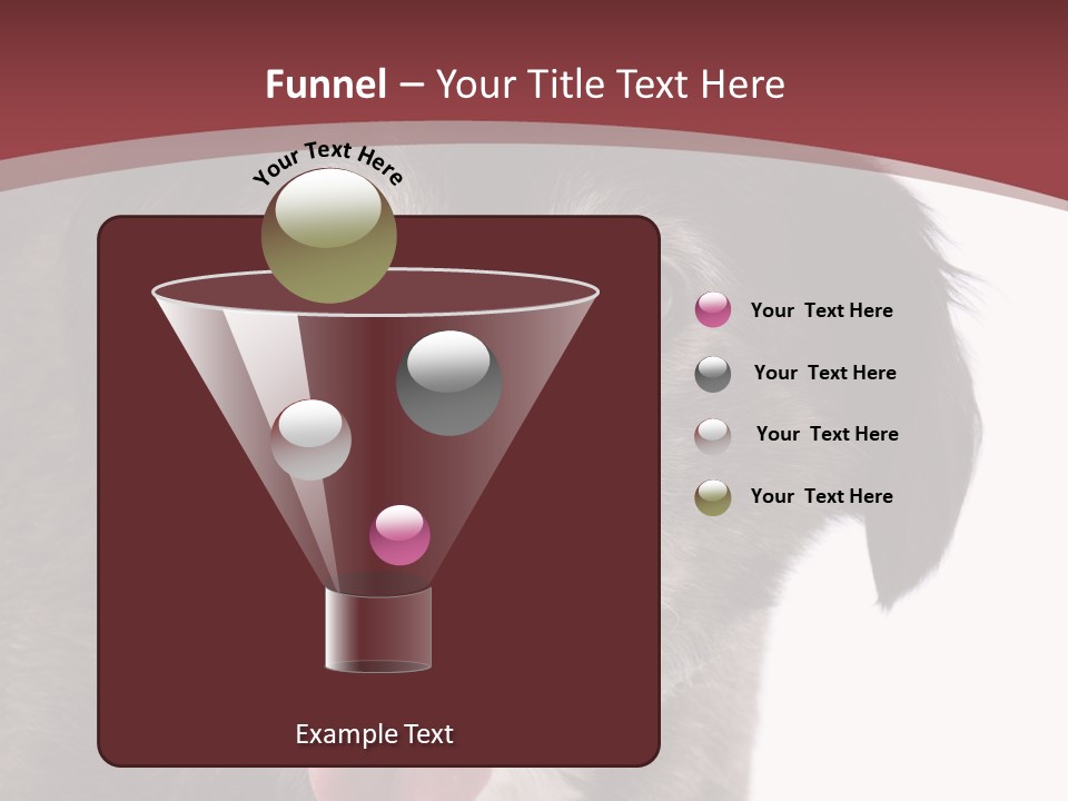 Cute Old Dog On White Background Looking Happy PowerPoint Template