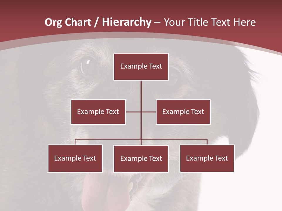 Cute Old Dog On White Background Looking Happy PowerPoint Template