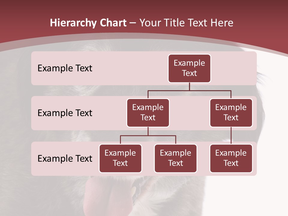 Cute Old Dog On White Background Looking Happy PowerPoint Template