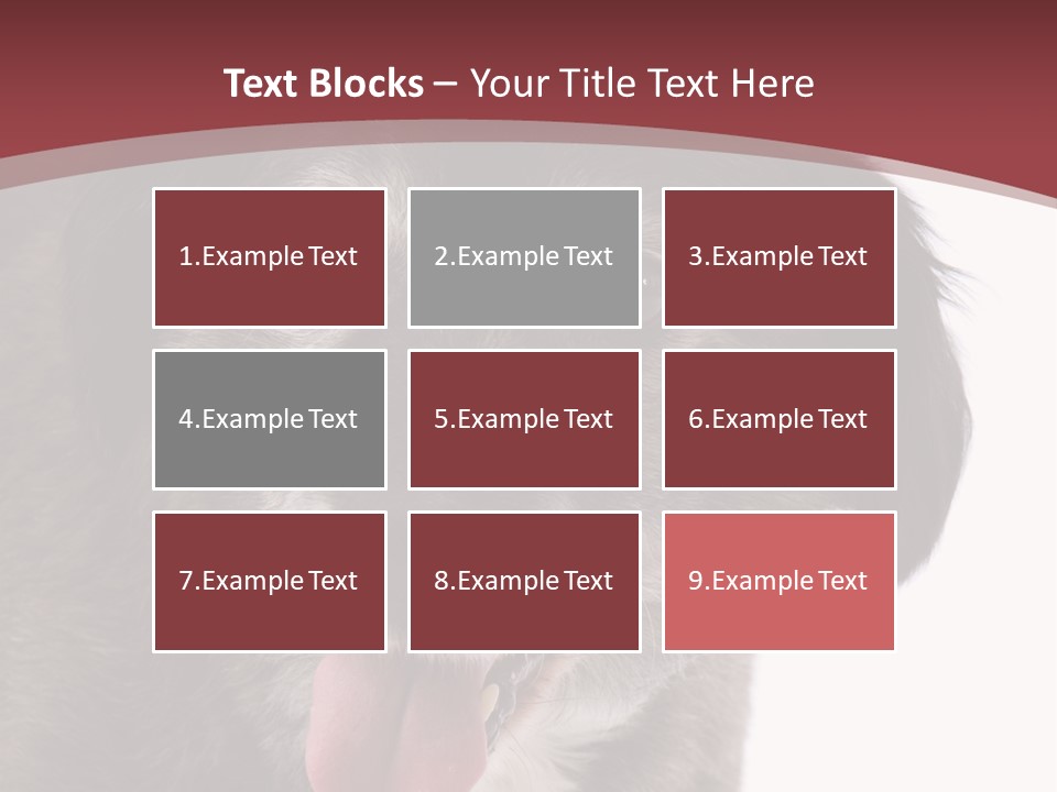 Cute Old Dog On White Background Looking Happy PowerPoint Template