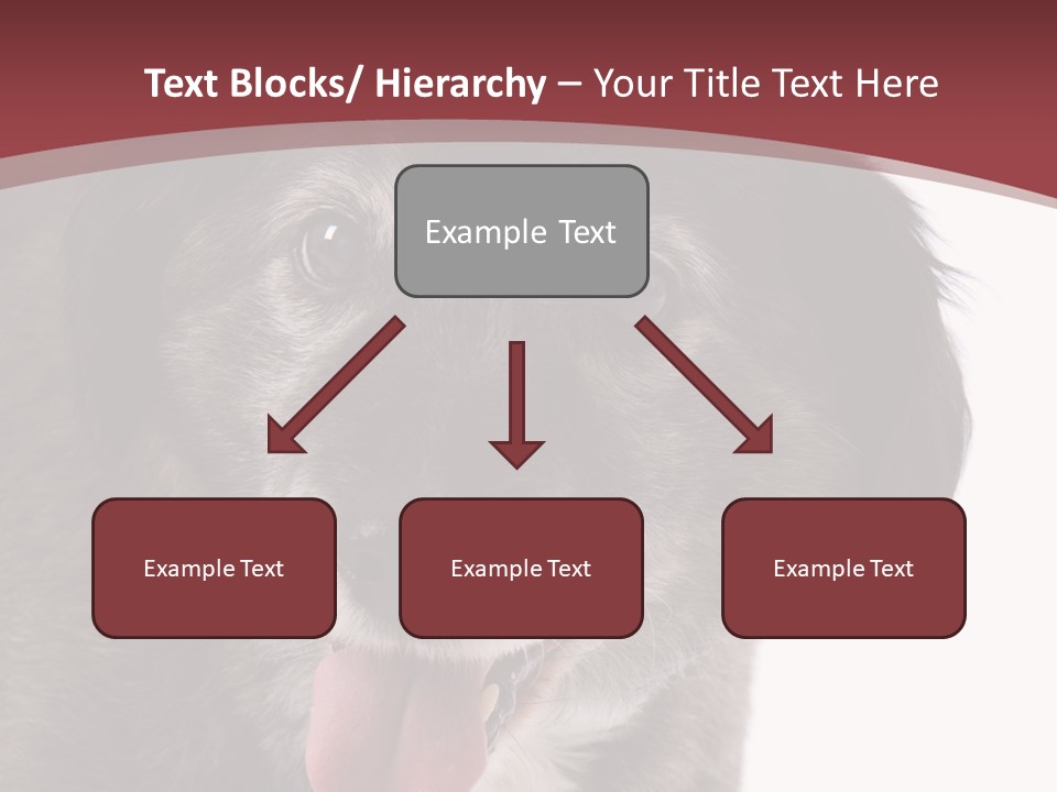 Cute Old Dog On White Background Looking Happy PowerPoint Template