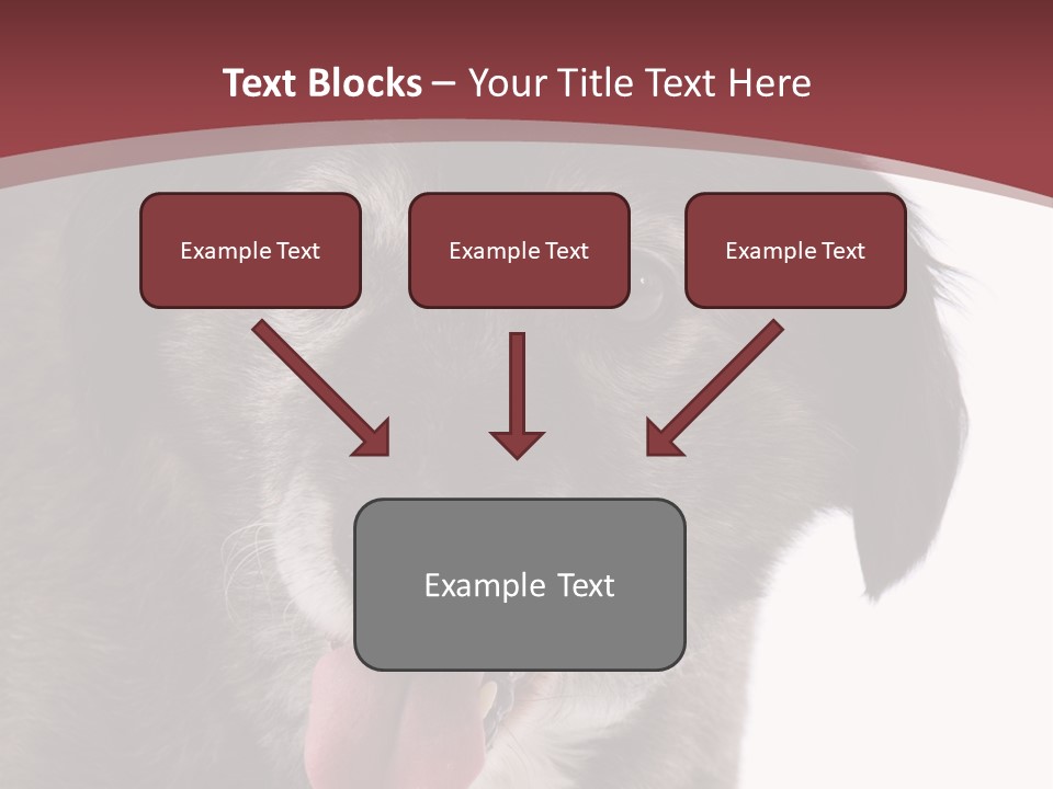 Cute Old Dog On White Background Looking Happy PowerPoint Template