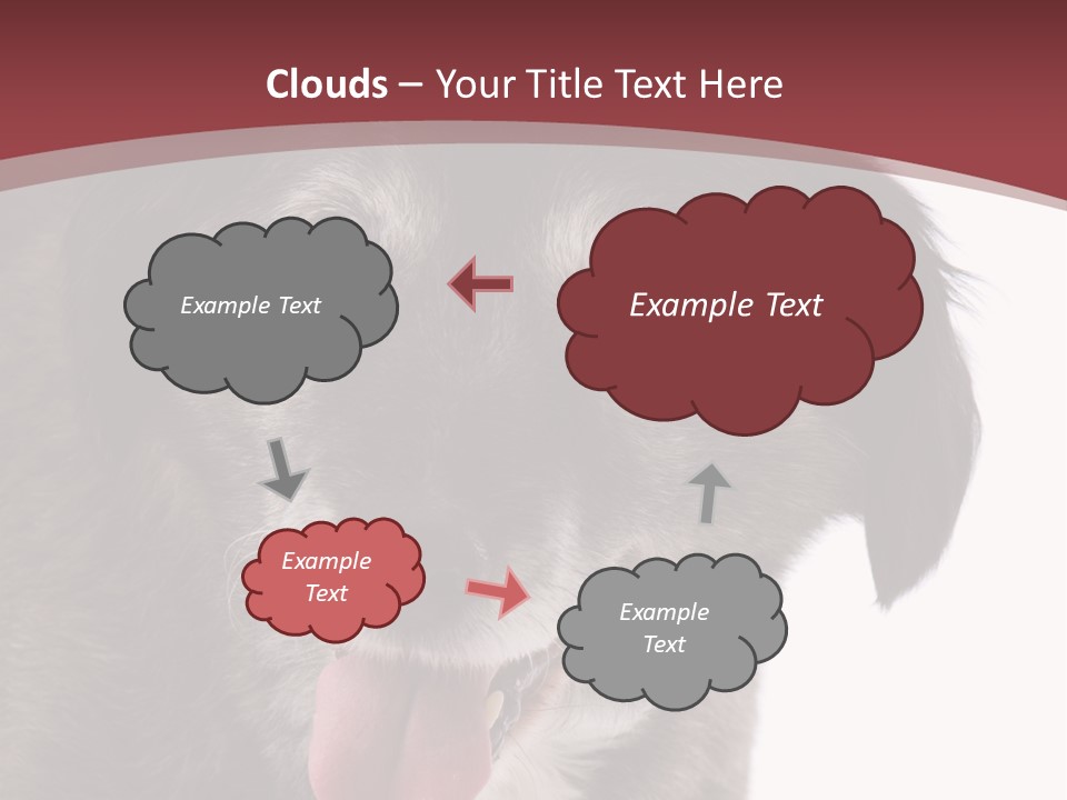 Cute Old Dog On White Background Looking Happy PowerPoint Template