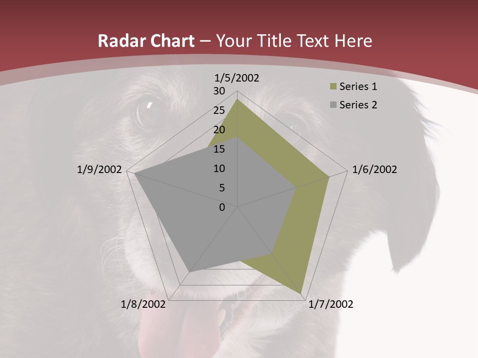 Cute Old Dog On White Background Looking Happy PowerPoint Template