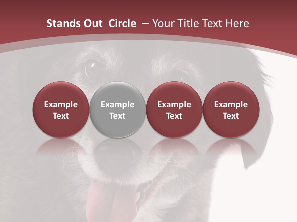 Cute Old Dog On White Background Looking Happy PowerPoint Template