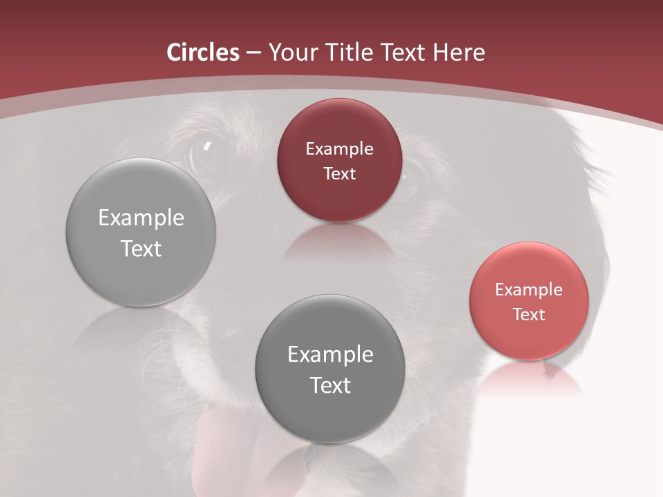 Cute Old Dog On White Background Looking Happy PowerPoint Template