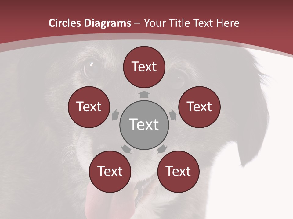 Cute Old Dog On White Background Looking Happy PowerPoint Template