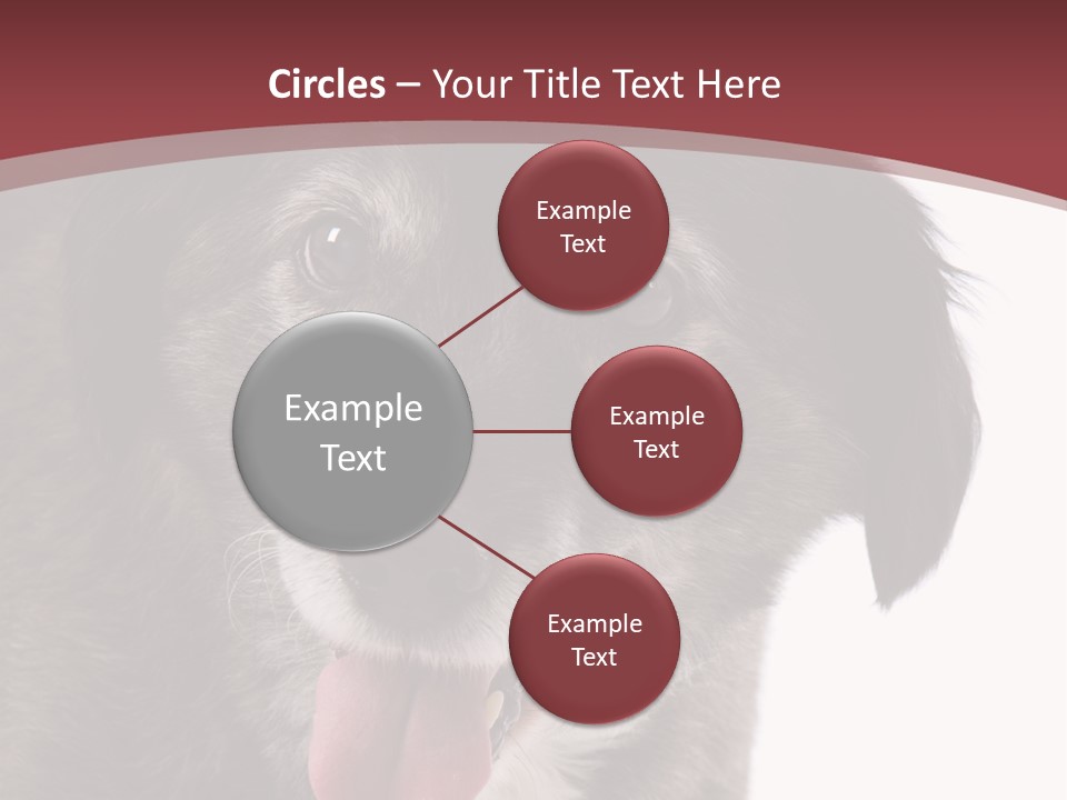 Cute Old Dog On White Background Looking Happy PowerPoint Template