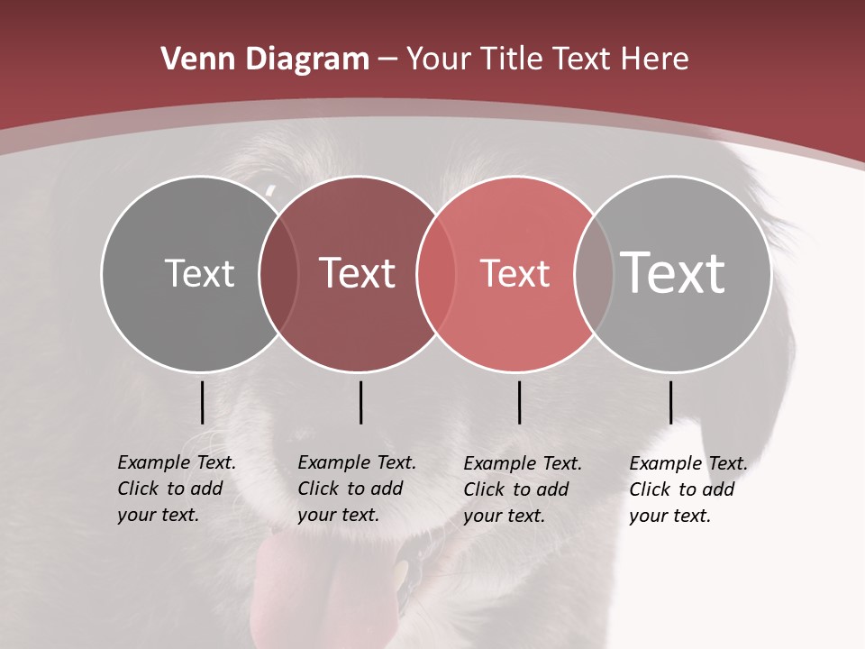 Cute Old Dog On White Background Looking Happy PowerPoint Template