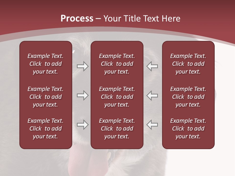 Cute Old Dog On White Background Looking Happy PowerPoint Template