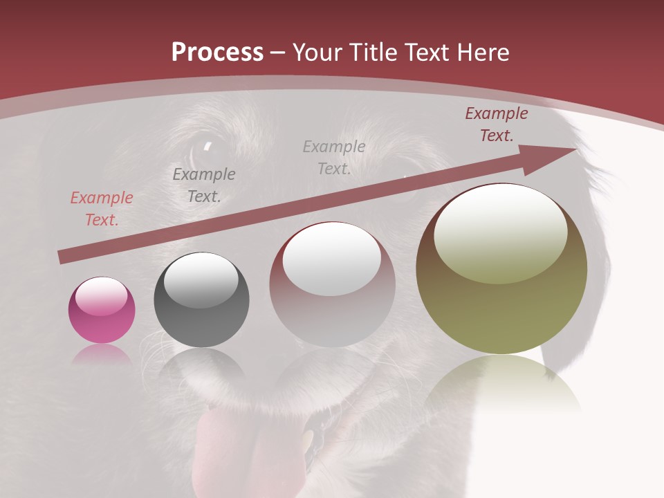 Cute Old Dog On White Background Looking Happy PowerPoint Template