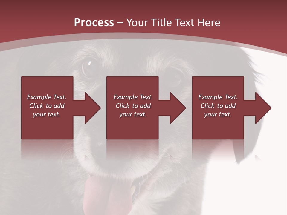 Cute Old Dog On White Background Looking Happy PowerPoint Template