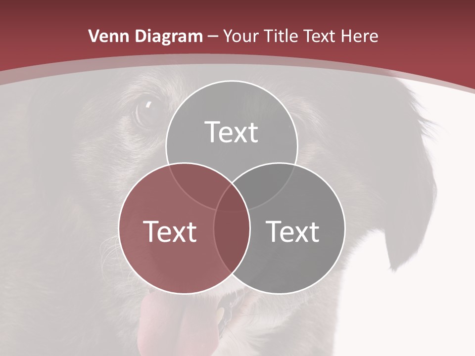 Cute Old Dog On White Background Looking Happy PowerPoint Template