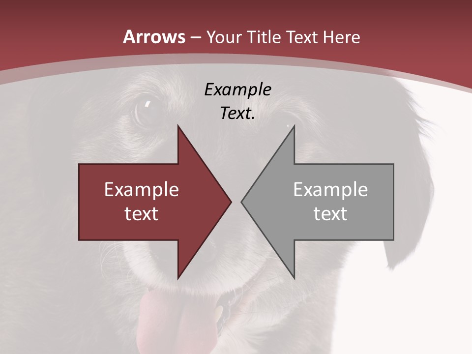 Cute Old Dog On White Background Looking Happy PowerPoint Template