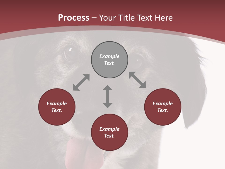 Cute Old Dog On White Background Looking Happy PowerPoint Template