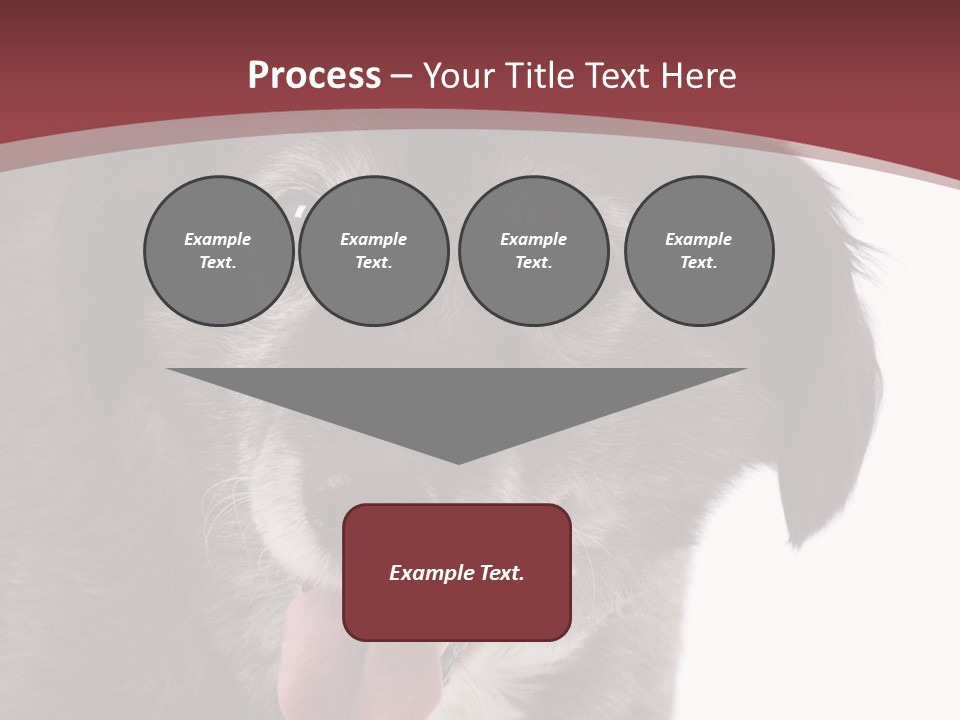 Cute Old Dog On White Background Looking Happy PowerPoint Template