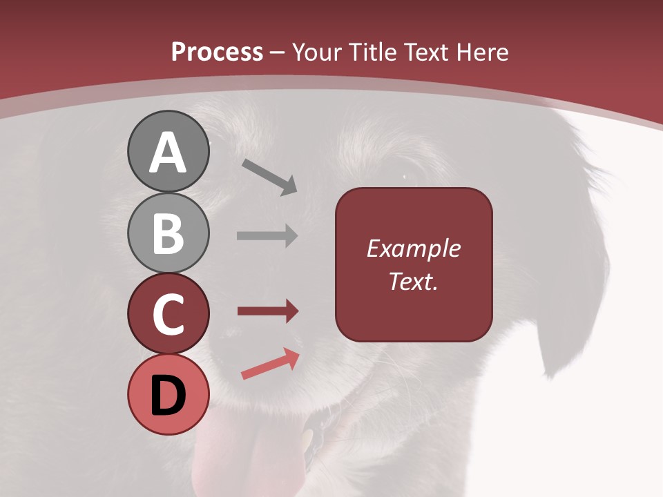 Cute Old Dog On White Background Looking Happy PowerPoint Template