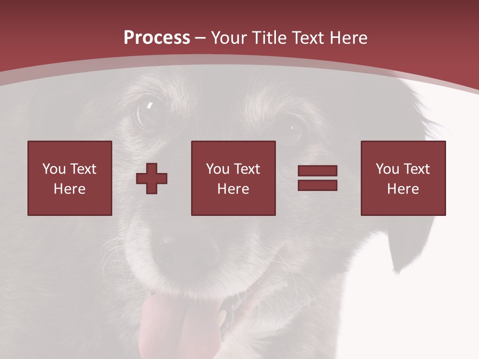 Cute Old Dog On White Background Looking Happy PowerPoint Template