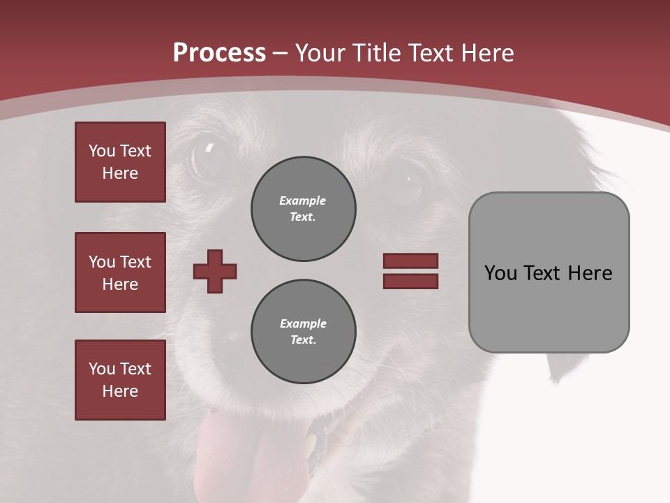 Cute Old Dog On White Background Looking Happy PowerPoint Template