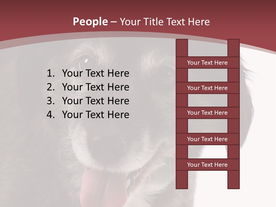 Cute Old Dog On White Background Looking Happy PowerPoint Template