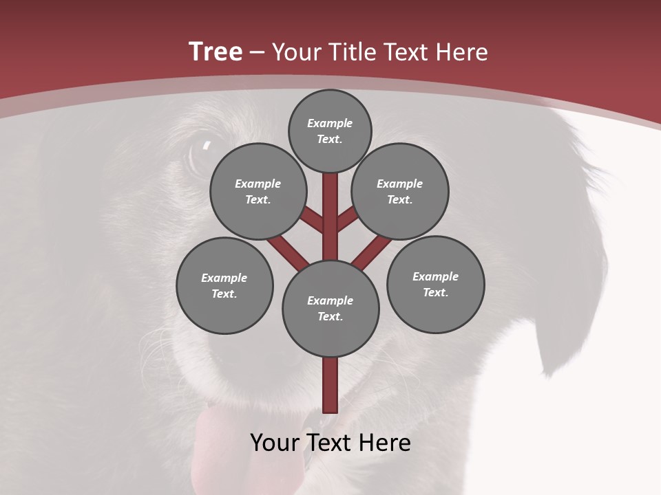 Cute Old Dog On White Background Looking Happy PowerPoint Template