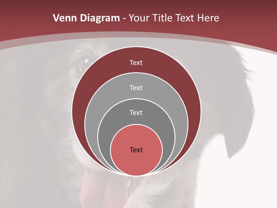 Cute Old Dog On White Background Looking Happy PowerPoint Template