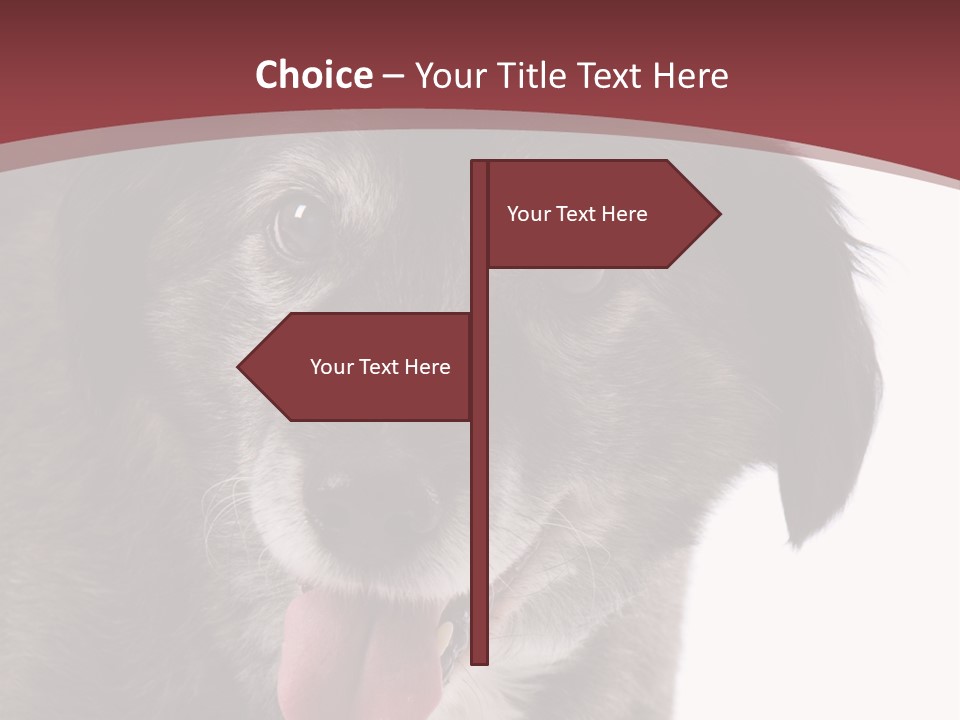 Cute Old Dog On White Background Looking Happy PowerPoint Template