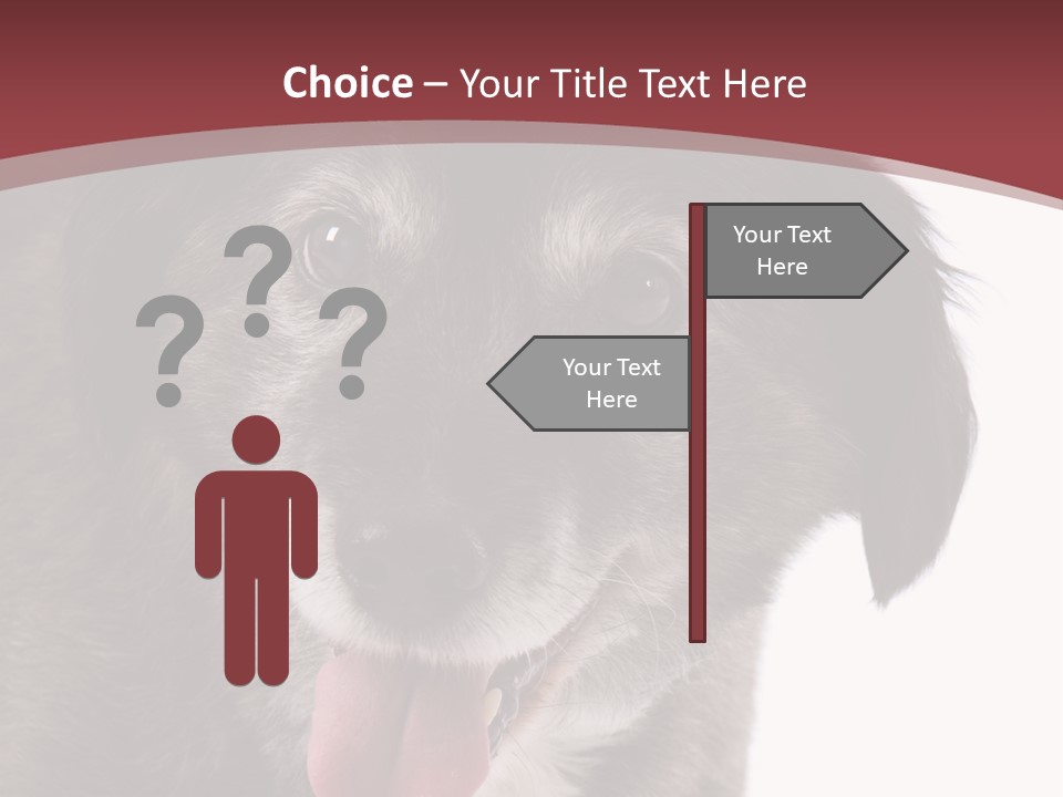 Cute Old Dog On White Background Looking Happy PowerPoint Template