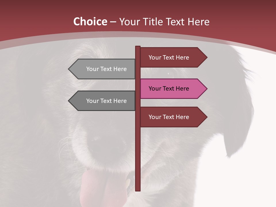 Cute Old Dog On White Background Looking Happy PowerPoint Template