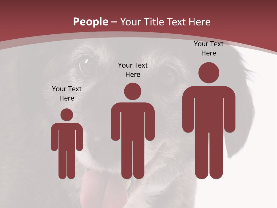 Cute Old Dog On White Background Looking Happy PowerPoint Template