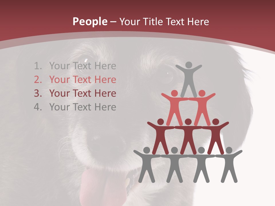 Cute Old Dog On White Background Looking Happy PowerPoint Template