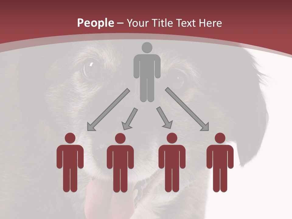 Cute Old Dog On White Background Looking Happy PowerPoint Template