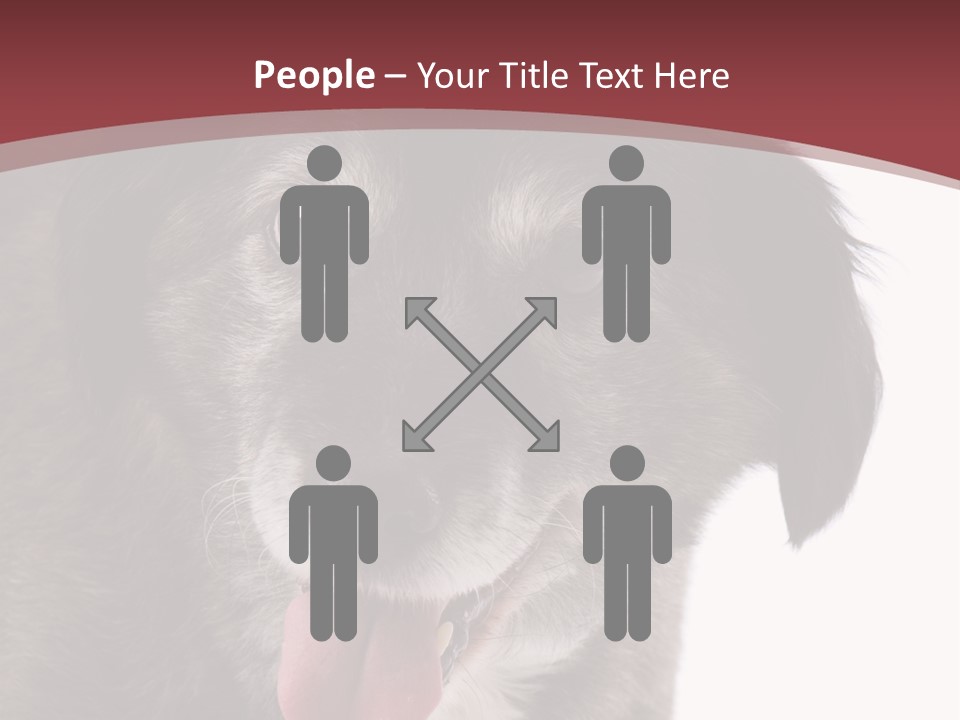 Cute Old Dog On White Background Looking Happy PowerPoint Template