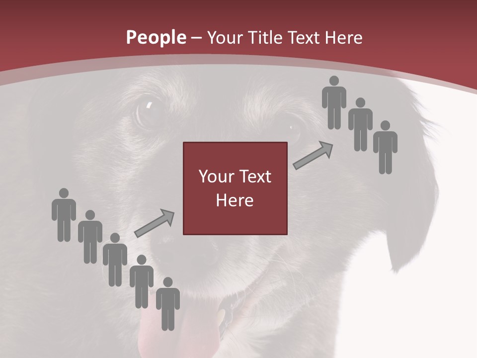 Cute Old Dog On White Background Looking Happy PowerPoint Template