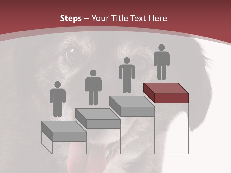 Cute Old Dog On White Background Looking Happy PowerPoint Template